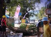 Tanggapi Aduan Warga, Dinas PU Sukabumi Tebang Pohon Tua di Jalan Ahmad Yani Palabuhanratu