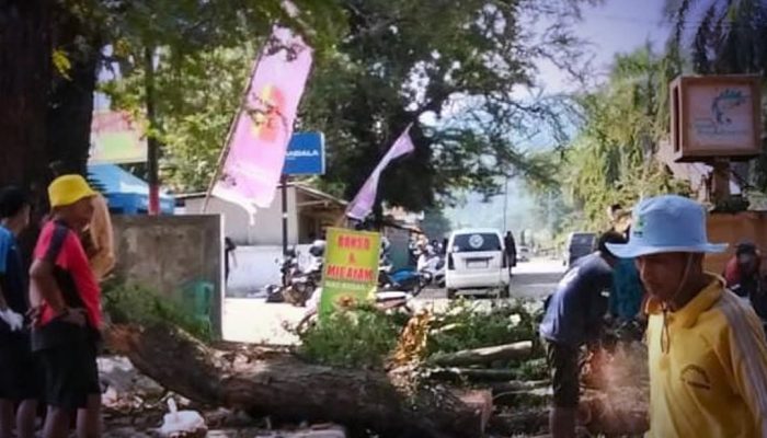 Tanggapi Aduan Warga, Dinas PU Sukabumi Tebang Pohon Tua di Jalan Ahmad Yani Palabuhanratu