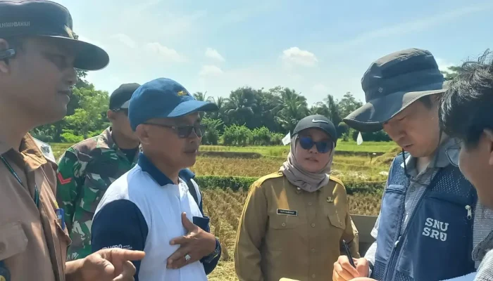 Dinas Pertanian: Kerjasama Indonesia dan Korsel Bangun Pusat Riset Padi di Sukabumi
