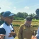 Dinas Pertanian: Kerjasama Indonesia dan Korsel Bangun Pusat Riset Padi di Sukabumi