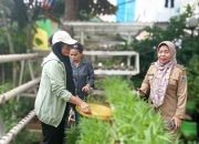 Kebun Hidroponik Kelurahan Rawa Badak Utara Panen Sayuran