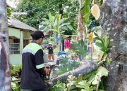 Cegah Tumbang Puluhan Pohon di Kepulauan Seribu Dipangkas