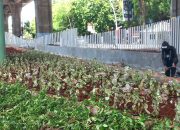 Penataan Jalur Hijau Jalan Yos Sudarso Rampung