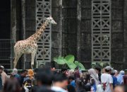 Sebanyak 408.755 Wisatawan Kunjungi Taman Margasatwa Ragunan