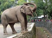 Ketua Komisi D DPRD DKI Minta Revitalisasi TMR Jangan Sampai Hilangkan Fungsi Ruang Rekreasi Edukatif dan Murah 