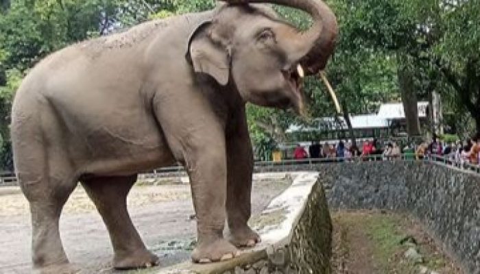 Pengelola TMR Hadirkan Atraksi Edukatif dan Hiburan Menarik