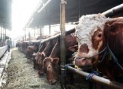 Jelang Ramadhan Dharma Jaya Terus Perkuat Stabilitas Harga dan Pasokan Daging Sapi