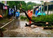 Petugas Gabungan Bergerak Cepat Lakukan Evakuasi Pohon Tumbang di Jalan Mangga 