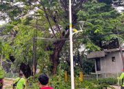 Sudin Tamhut Sudah Tangani 1.150 Pohon Rawan Tumbang di Jakarta Utara