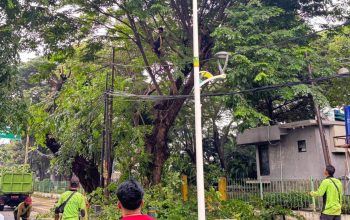 Sudin Tamhut Sudah Tangani 1.150 Pohon Rawan Tumbang di Jakarta Utara