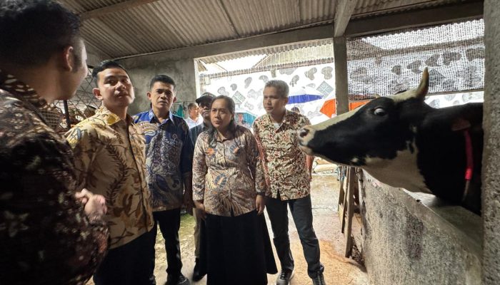 Wapres Gibran Instruksikan Percepatan Vaksinasi dan Hilirisasi Sapi di Boyolali