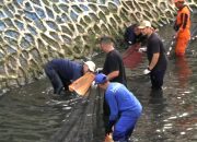 Pemprov DKI Bakal Intensifkan Pengerukan Sungai dan Pengendalian Ikan Sapu-Sapu