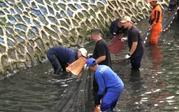 Pemprov DKI Bakal Intensifkan Pengerukan Sungai dan Pengendalian Ikan Sapu-Sapu