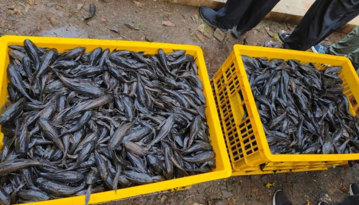 Hasil Tangkapan Ikan Sapu-Sapu Dari Lima Wilayah di Jakarta Mencapai 6,98 Ton