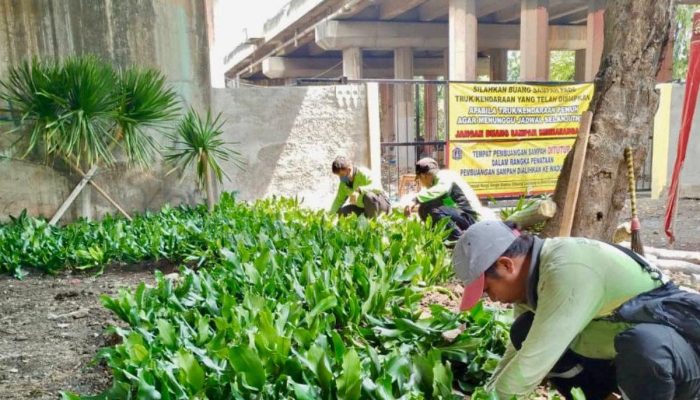 Sudin Tamhut Jakut Targetkan Penataan dan Penghijauan Taman Kota di 81 Lokasi
