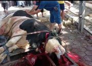 Rayakan Idul Adha 1447 H, DMI Jakarta Utara Potong 3 Ekor Sapi. Satu diantaranya Sapi Dari Prabowo seberat 1,1 Ton