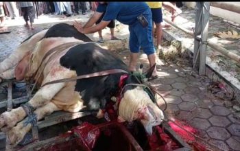 Rayakan Idul Adha 1447 H, DMI Jakarta Utara Potong 3 Ekor Sapi. Satu diantaranya Sapi Dari Prabowo seberat 1,1 Ton