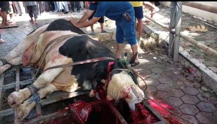 Rayakan Idul Adha 1447 H, DMI Jakarta Utara Potong 3 Ekor Sapi. Satu diantaranya Sapi Dari Prabowo seberat 1,1 Ton