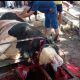 Rayakan Idul Adha 1447 H, DMI Jakarta Utara Potong 3 Ekor Sapi. Satu diantaranya Sapi Dari Prabowo seberat 1,1 Ton