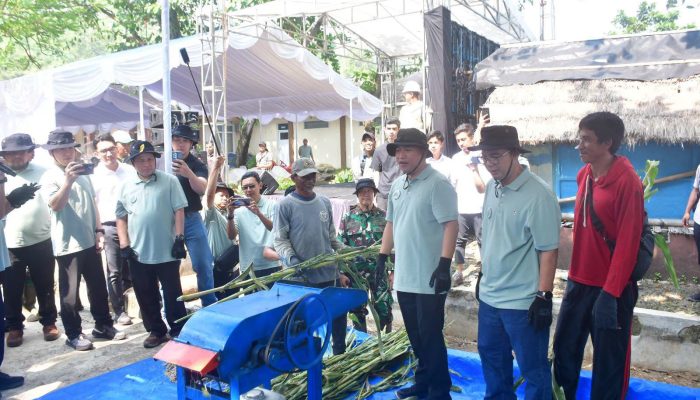 Sorgum Jadi Solusi Energi Hijau, Wabup Andreas: Terobosan Penting Berkelanjutan