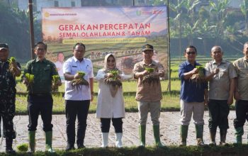 Sekda Sukabumi Hadiri Kegiatan Gerakan Percepatan Semai, Olah Lahan dan Tanam di Nyalindung