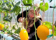102,9 Kilogram Melon Premium Dipanen di Kebun Gangnam