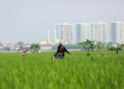 Langkah Antisipasi Sudin KPKP Jakut Hadapi Musim Kemarau