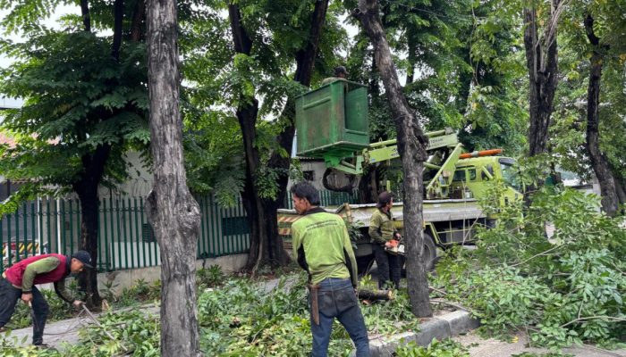 Sudin Tamhut Jakut Telah Menoping 5.157 Pohon Rawan Tumbang Selama Januari Hingga Juli 2026.
