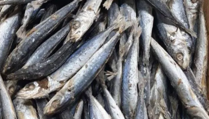 Waspadai Kandungan Histamin dalam Ikan, Diskan Kabupaten Sukabumi Berikan Penjelasan Ini